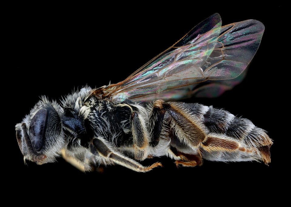 Andrena rehni, f, left, New Haven Co. CT 2020-02-17-14.54.53 ZS PMax UDR (1)