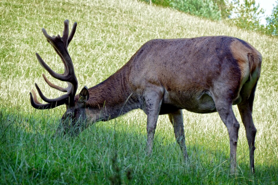 Paarhufer red deer forest