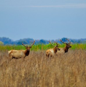 Tule elk at San Luis National Wildlife Reserve. photo