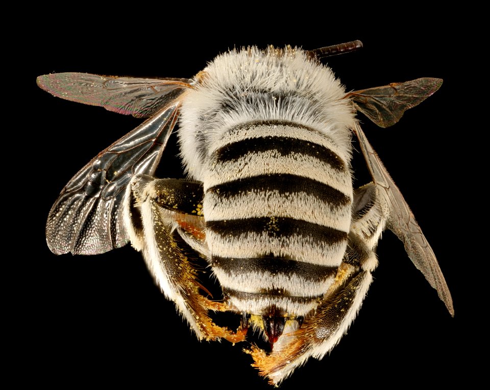 Anthophora curta,m ,back, Pima Co., San Simon, AZ 2016-07-19-19.03