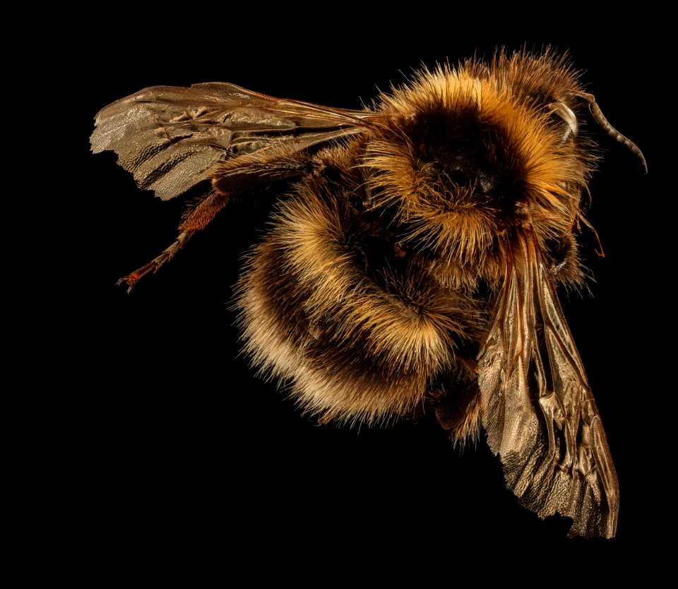 Bombus hortorum, m, back, Christchurch, New Zealand 2017-05-30-17.55