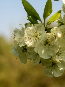 Apple Flowers