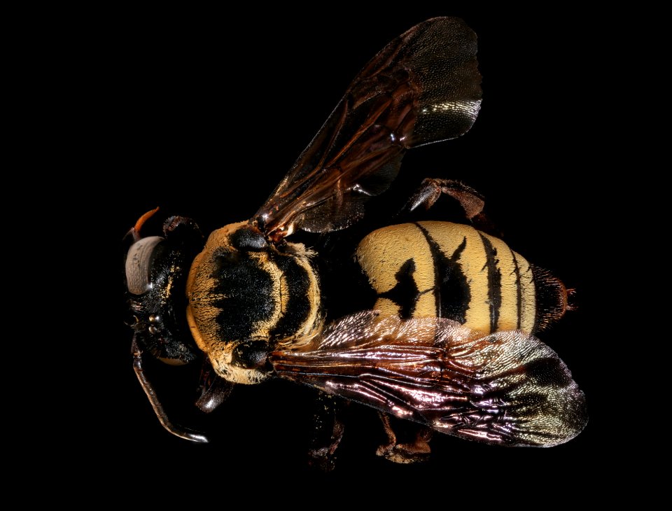 Triepeolous concavus, f, back, Yolo Co., CA 2019-03-22-04.16.52 ZS PMax UDR