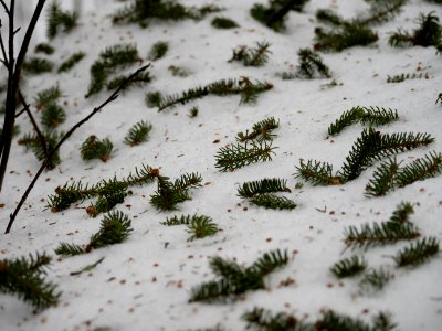 Pine needles