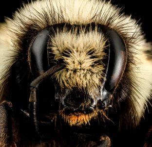 Bombus bifarius, F, Face, MT, Flathead Co 2014-04-03-11.26.03 ZS PMax photo