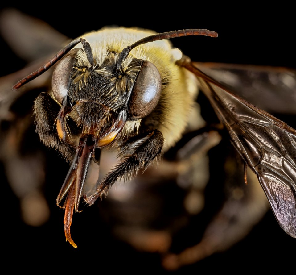 Svastra atripes atrimitra, F, Face, GA, Baker County 2015-01-09-16.51.37 ZS PMax
