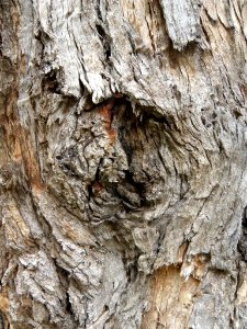 HEIFER CREEK CAMP TREE photo