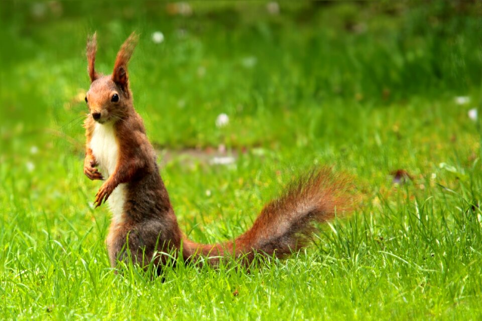Garden foraging cute