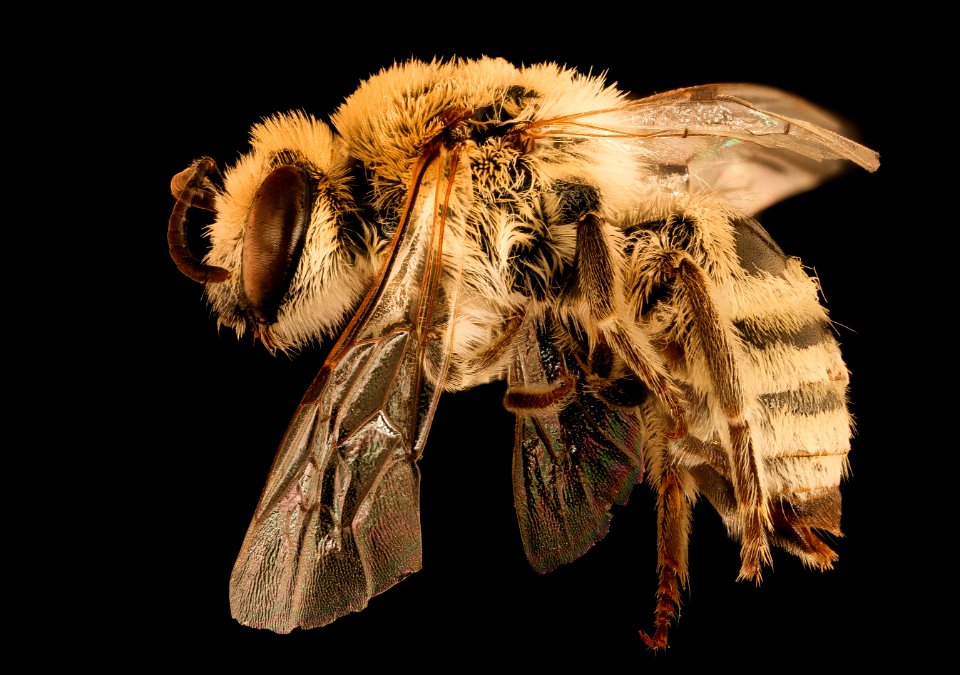 Colletes phaceliae, m, left, Pennington Co., SD 2018-06-19-17.29