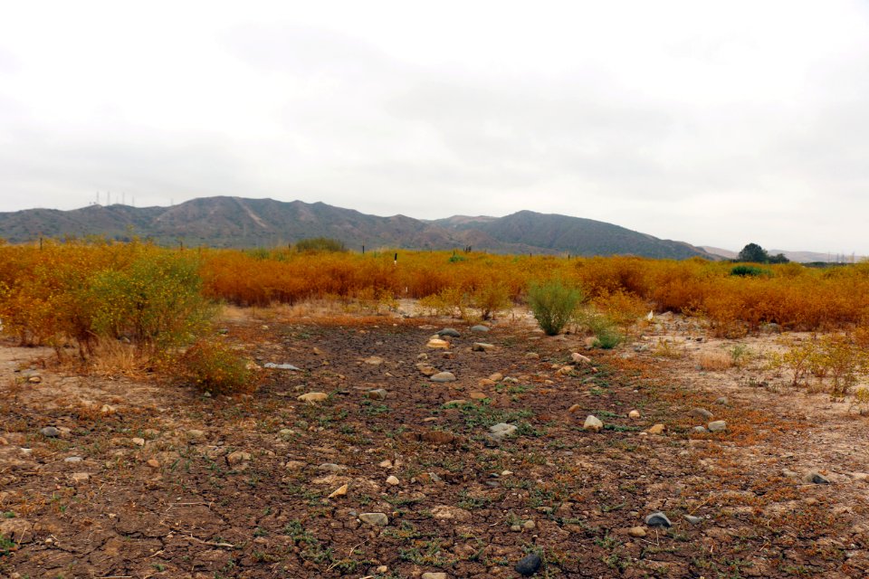Vernal pool in the dry season at Camp Pendleton