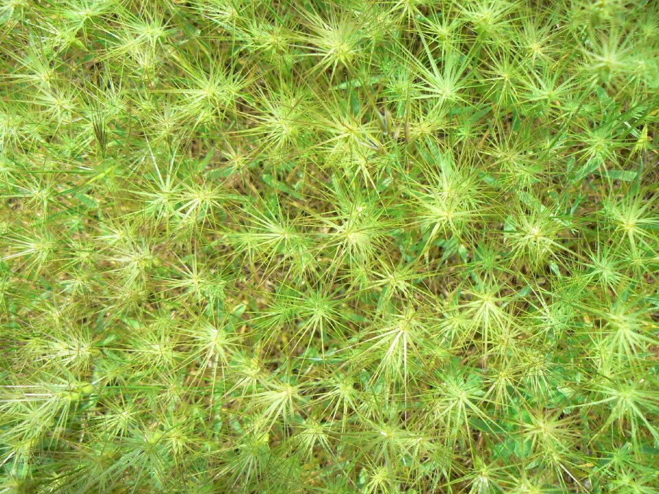 Star green texture