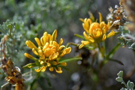 Indian paintbrush in bloom near Reno, Nevada photo