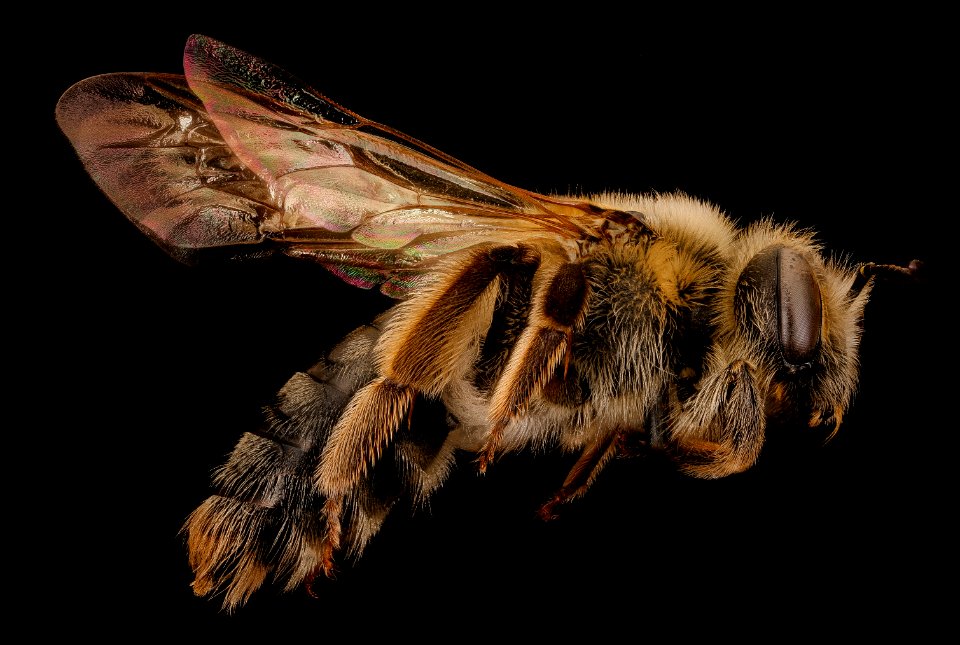 Andrena barbara, f, right ,Prince Georges Co., MD 2018-05-16-16.39