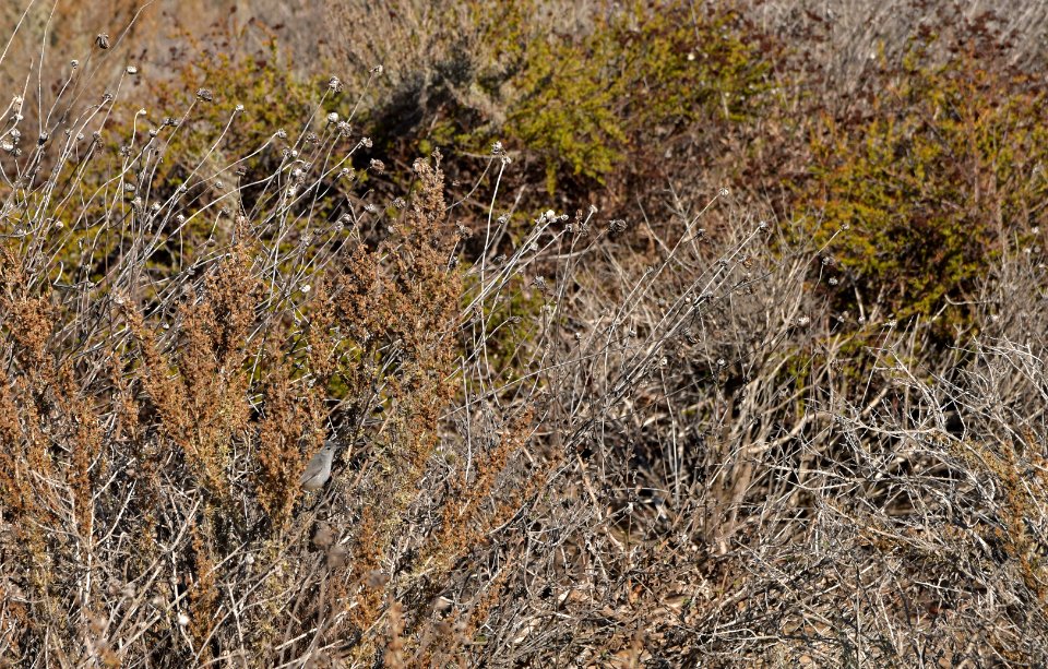 Can you spot the gnatcatcher? photo