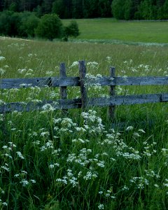 A Midsummer Night's Fence