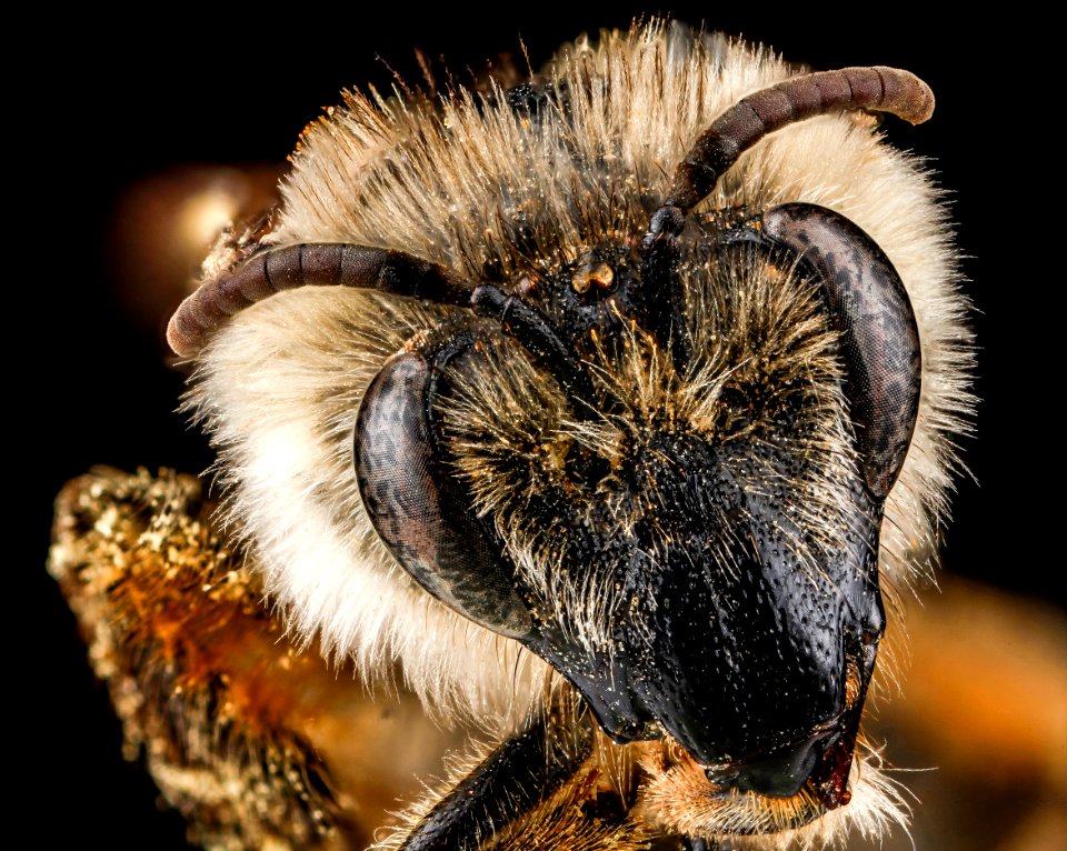 Colletes validus, female, face 2012-04-12-15.30