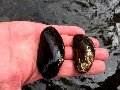 Western pearl shell and Western ridge mussel