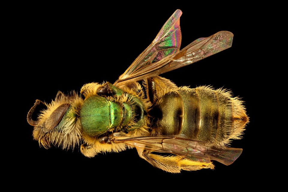 Caenohalictus species, f, back, Near Eric Hempsteads, Chile 2018-07-13-20.53