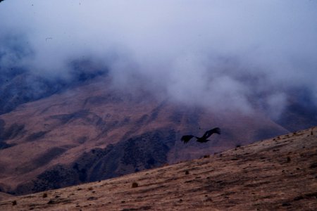 California condor AC-4 photo