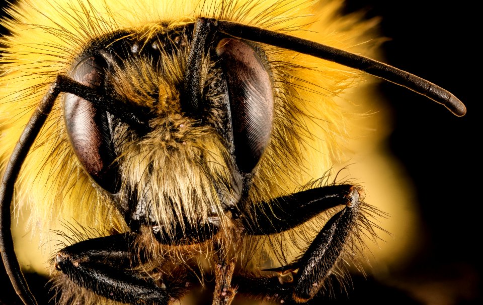 Bombus perplexus, m, face, Centre Co., PA 2016-10-20-10.59