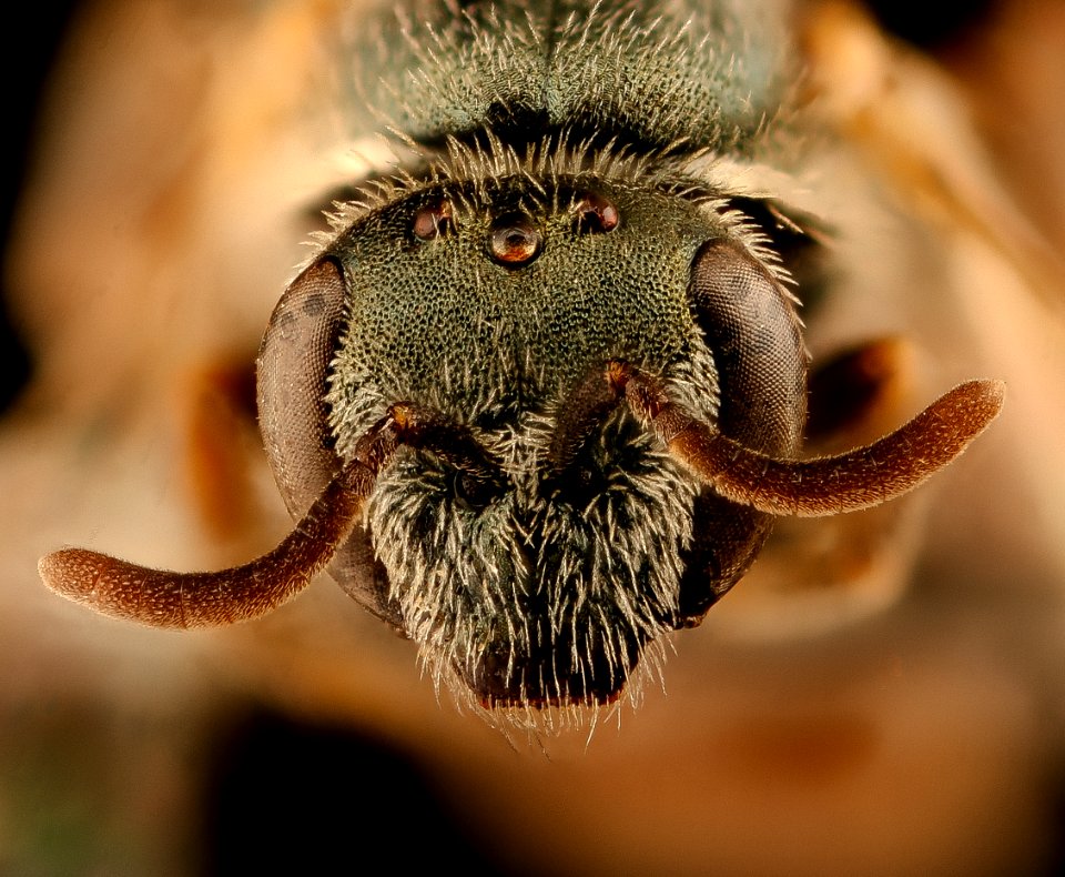 Lasioglossum pictum, f, face, Pennington Co., SD 2018-08-15-18.29.20 ZS PMax UDR
