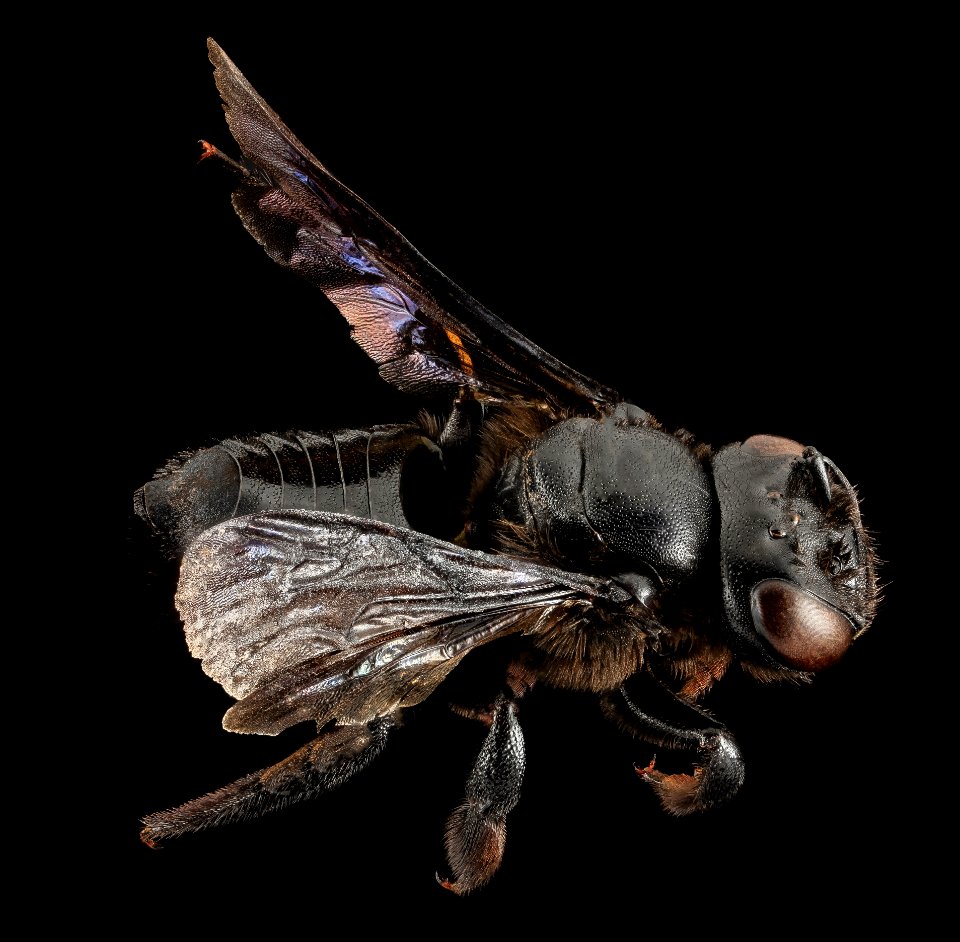 Megachile xylocopoides, F, Back, Florida 2014-01-14-10.51