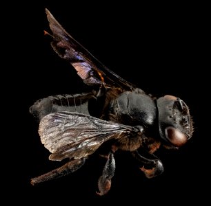 Megachile xylocopoides, F, Back, Florida 2014-01-14-10.51