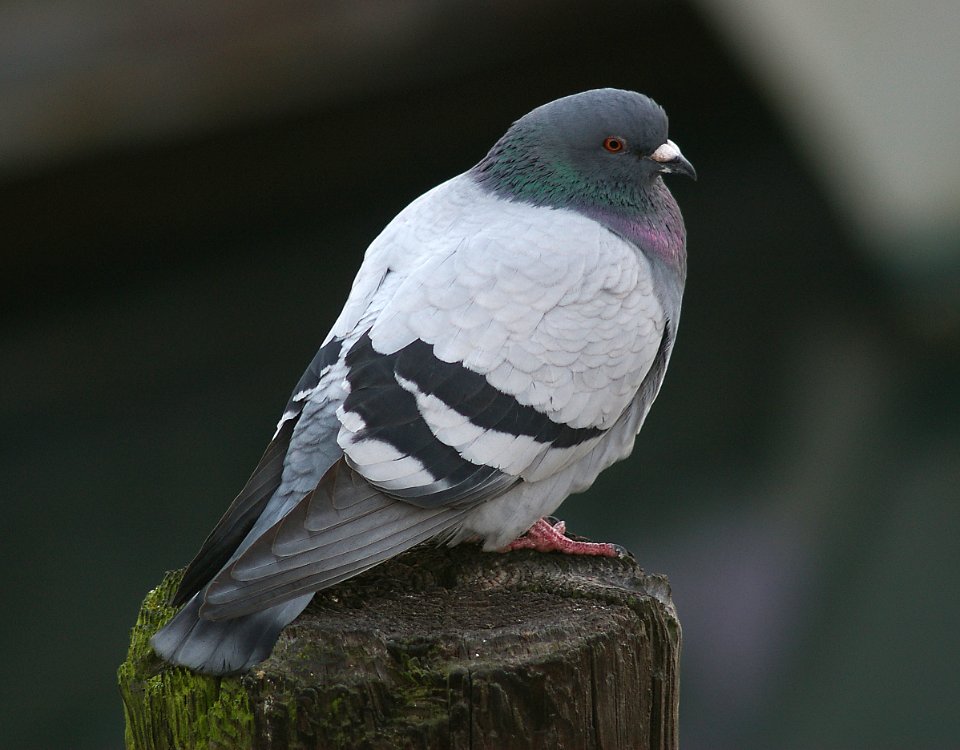 PIGEON, ROCK 2-4-06