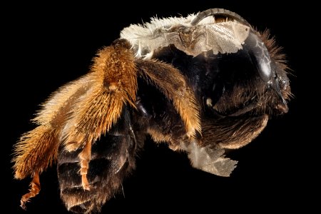 Eucera fulvitarsis, M, Side, WY, Lincoln Co 2014-10-30-11.19