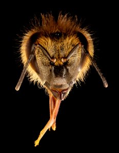 Apis mellifera, head, beltsville, md 2017-05-26-15.06