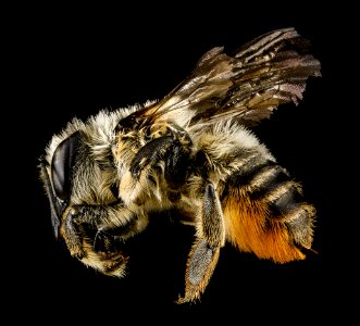 Megachile latimanus, left side 2012-07-13-18.27