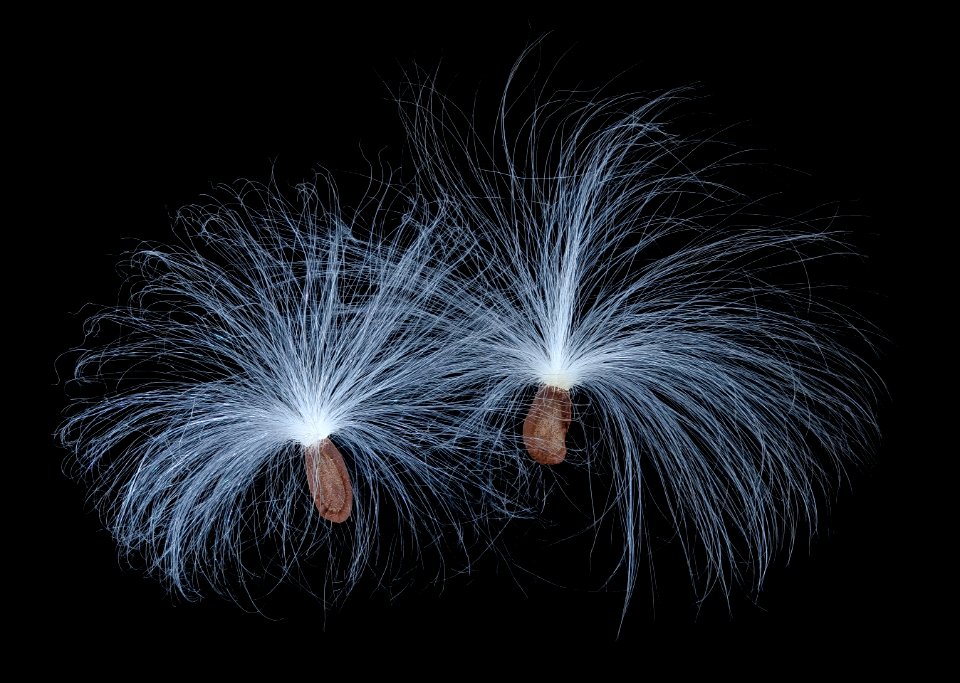 Milkweed seed photo stack 4 2020-02-28-13.26.11 ZS PMax UDR