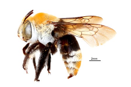 Amegilla atrocincta F 13mm HP