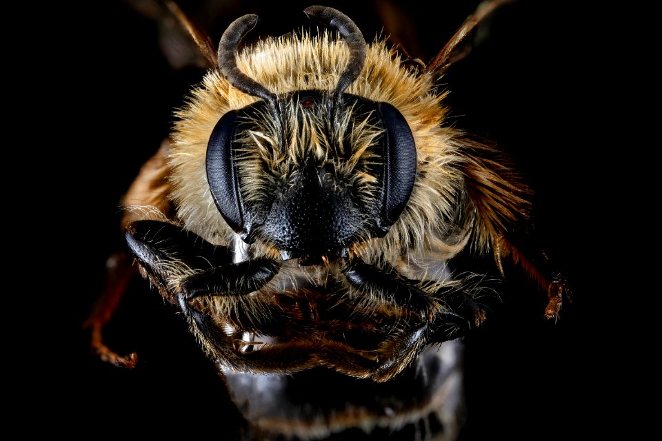 Andrena barbilabris, F, face, CT, New Haven County 2013-02-19-14.15