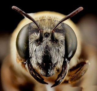 Notoxaea ferruginae,f, face, Paraquay 2014-07-26-12.17.35 ZS PMax
