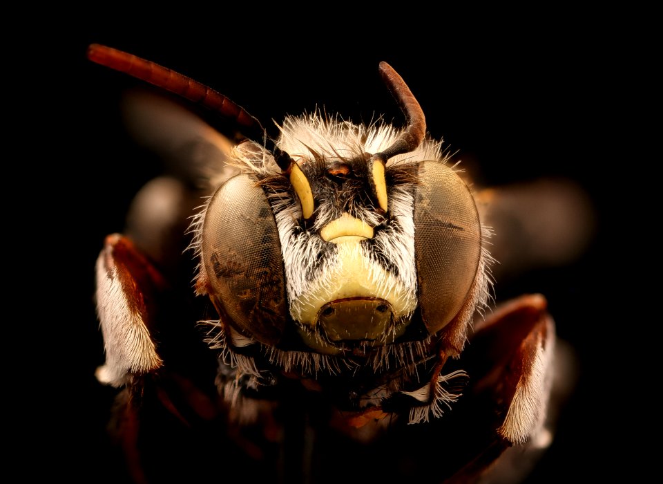 Anthophora flexipes, f, face, Mariposa, CA 2017-06-20-13.09