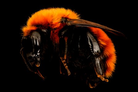 Bombus dahlbomii, side, Chile 2018-05-16-18.03