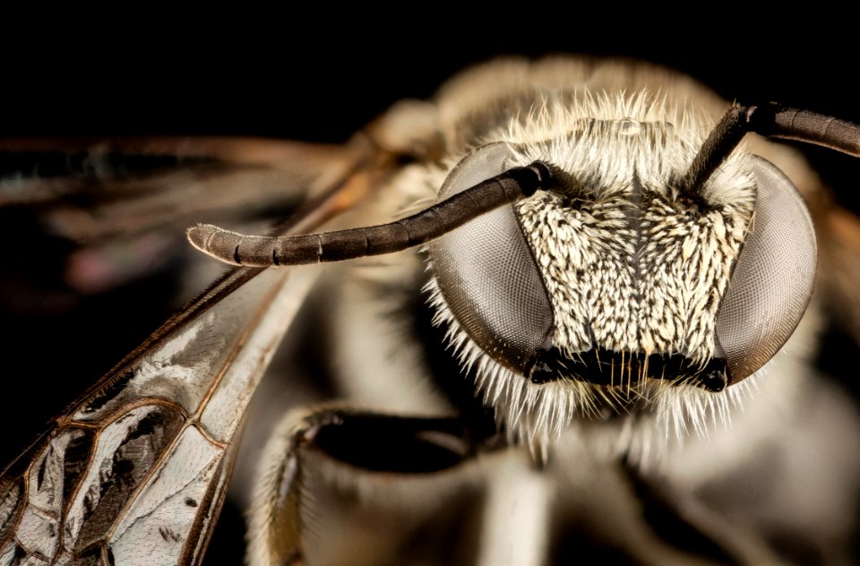 Nomia spiney, m, vietnam, face 2014-08-09-21.31.26 ZS PMax