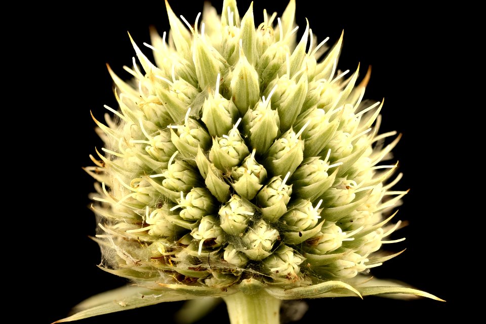 Eryngium yuccifolium, Rattlesnake master, Howard County, MD 2017-08-07-16.44