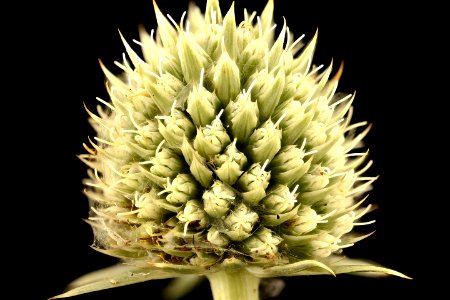 Eryngium yuccifolium, Rattlesnake master, Howard County, MD 2017-08-07-16.44
