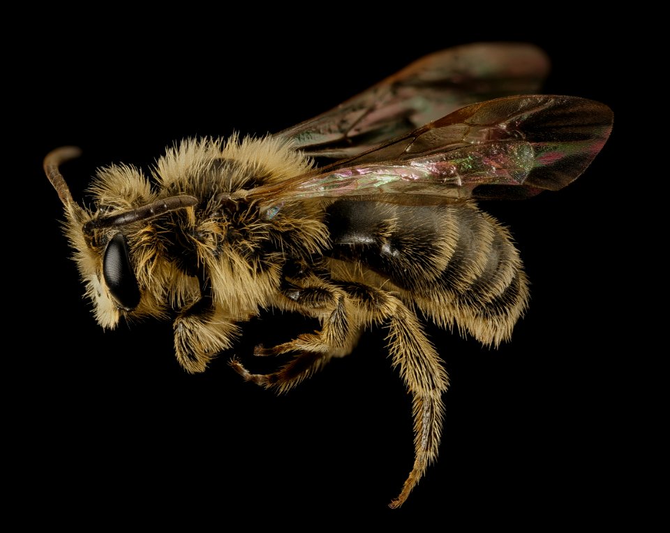 Andrena arabis, m, side, beltsville, md 2016-03-24-17.46