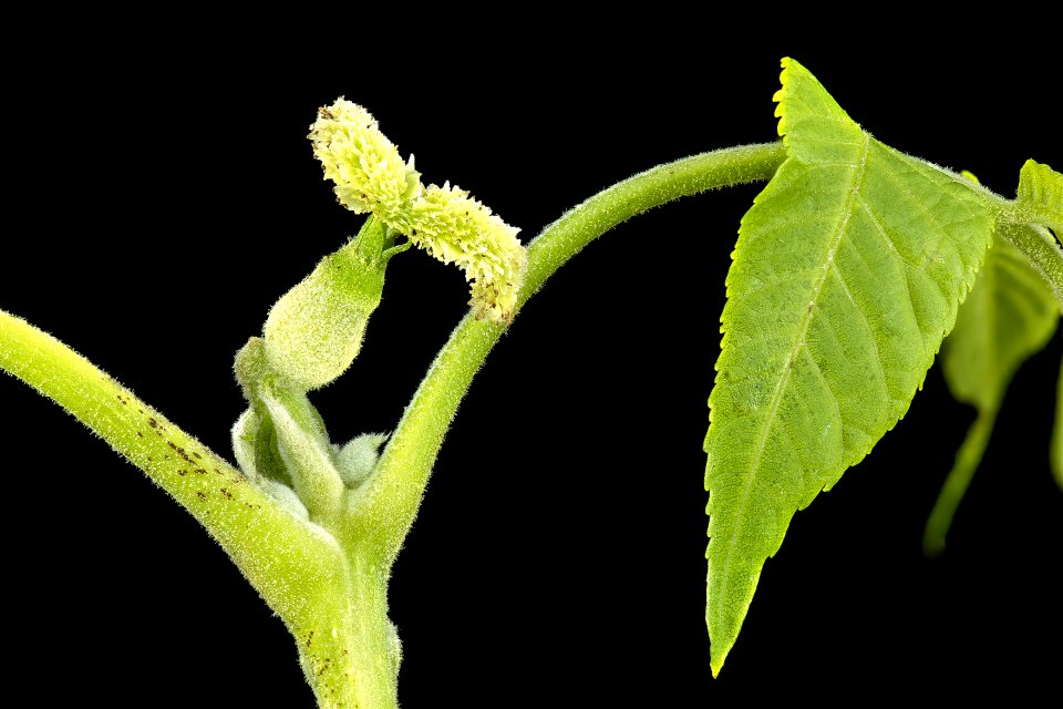 Juglans nigra, Black Walnut pistillate flower, Howard County, MD, HeLoMetz 2017-06-01-13.38