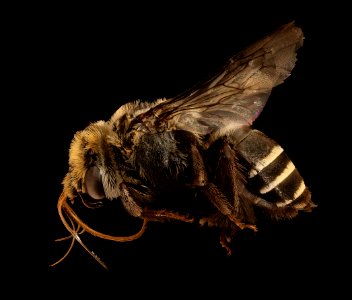 Apidae melitoma, f, left, Bagaces, CR 2018-11-16-14.17.15 ZS PMax UDR