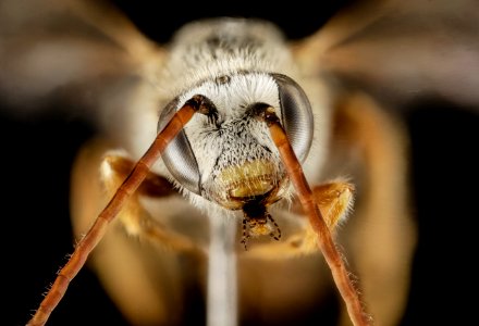 Halictus brunnescens, M, Face, Greece, Aegan Islands, Lesvos, Mytilene 2015-03-06-10.59.55 ZS PMax