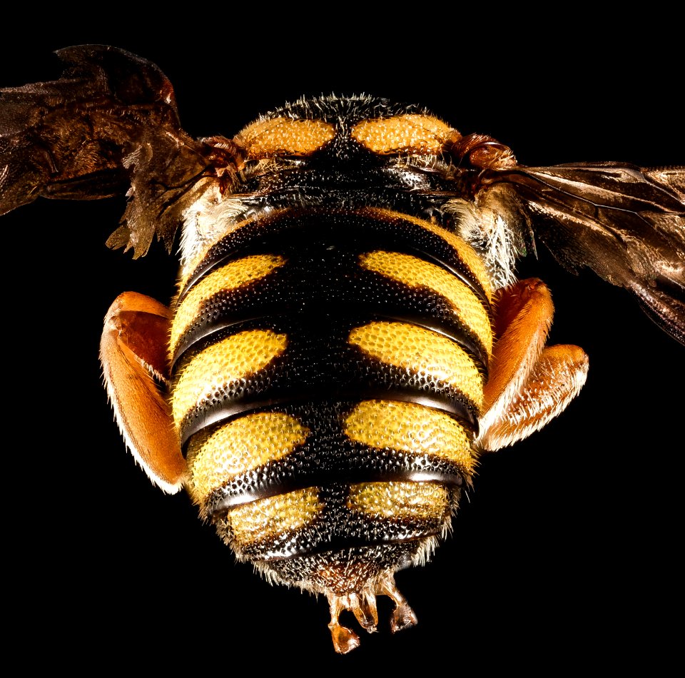 Stelis australis, M, Back, GA, Baker County 2015-02-05-13.29.05 ZS PMax