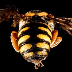 Stelis australis, M, Back, GA, Baker County 2015-02-05-13.29.05 ZS PMax photo