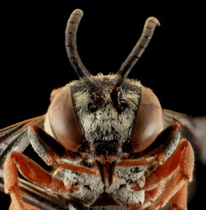 Epeolus minimus, F, Face, Co., SD 2013-11-20-16.35.13 ZS PMax photo