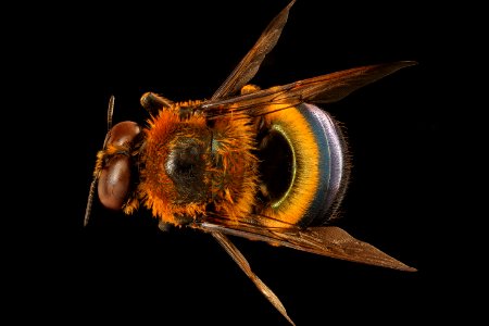 Xylocopa micans, m, back, Charleston Co., SC 2018-08-15-13.38.06 ZS PMax UDR