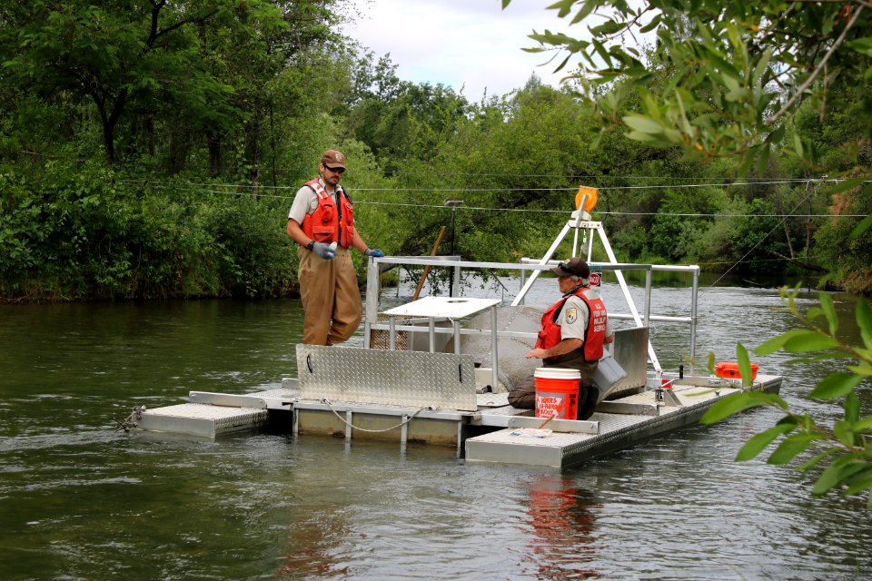 Rotary screw traps operated by biologists