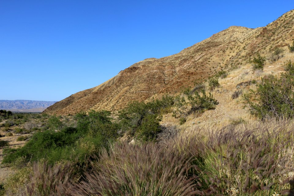 Casey's June beetle habitat - Palm Springs, CA